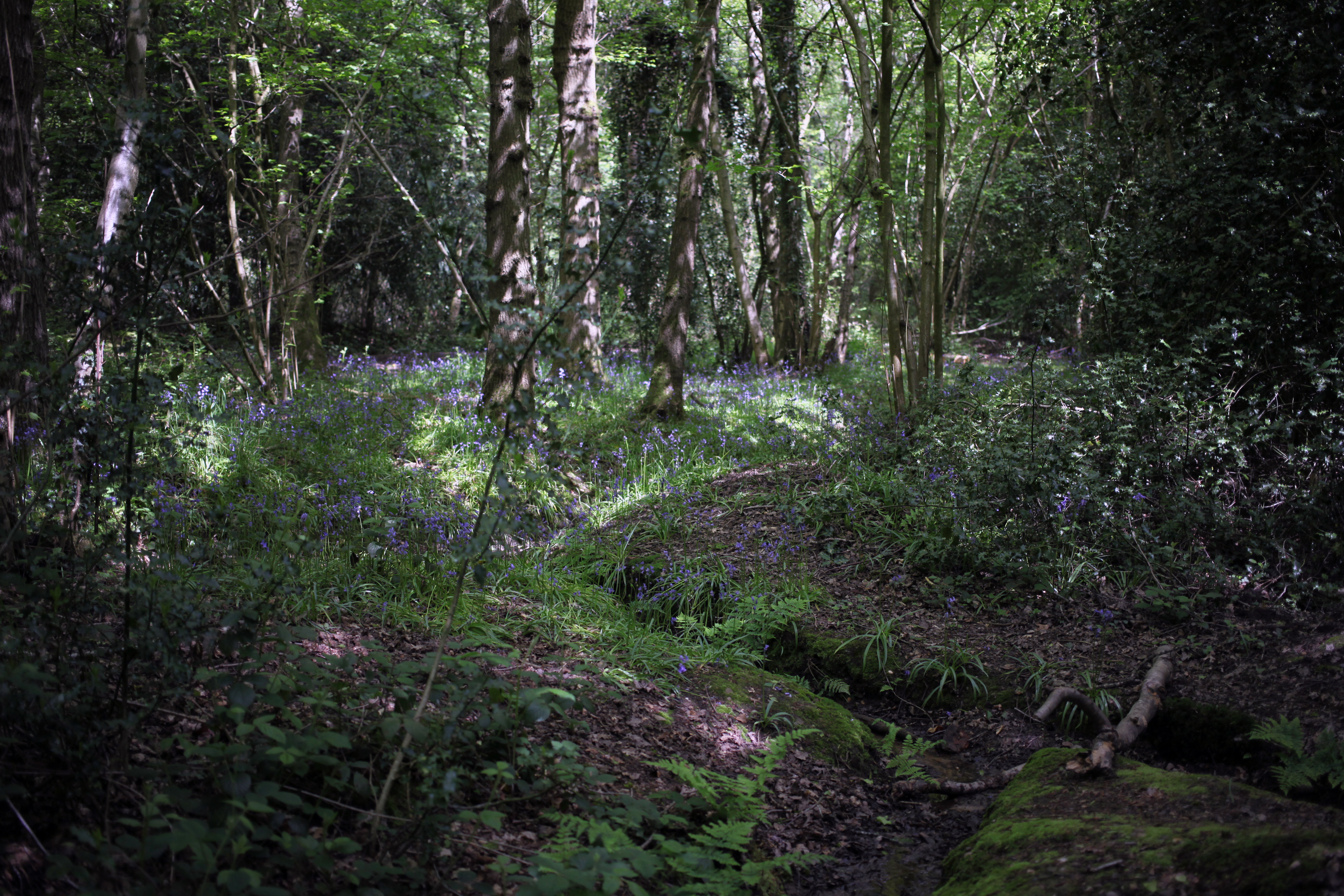 A forest. Image: Adele Mary-Reed